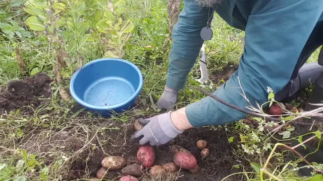 NO DIG potato test ireland 21