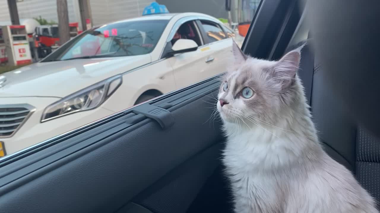 The cat gets in the car and looks out the window.