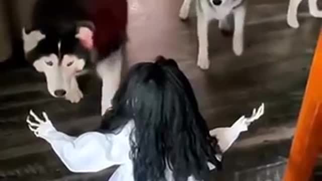 Huskies were afraid of a scary doll