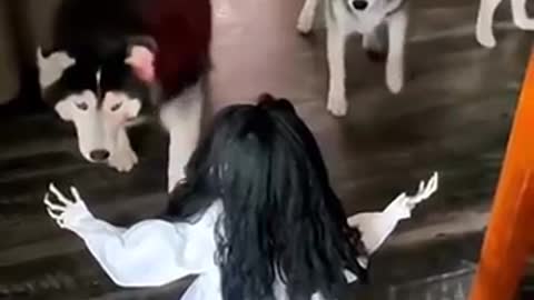 Huskies were afraid of a scary doll