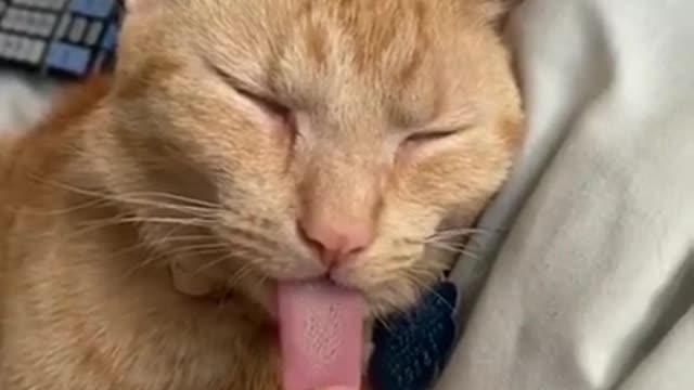 Do this to your cat and duet with me please 😹🙏 #shorts #catsoftiktok #funnyvid