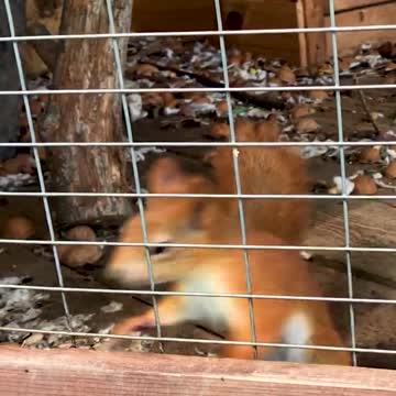 The squirrel has broken.😂 Funny animals.