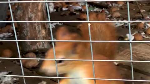 The squirrel has broken.😂 Funny animals.
