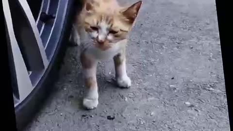 The encounter between the flower and the car