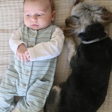 rammy and tonny sleep together tonny is cute dog