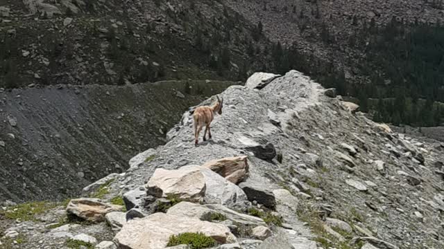 Wildlife Italy Alps