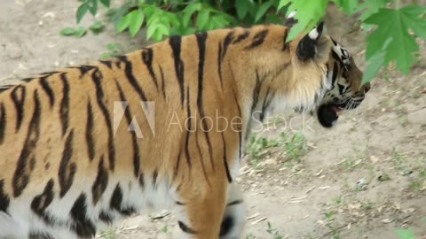 tiger walking in jungle
