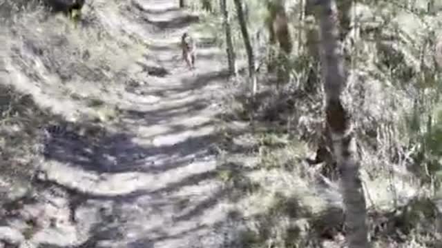 Mountain lion stalks hiker in Utah must watch