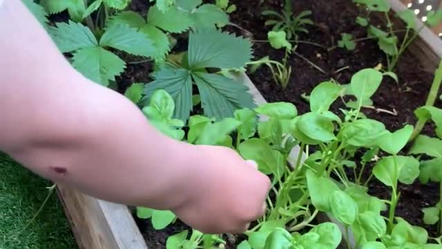 Cute Toddler Munching On Garden Greens EPIC Reaction