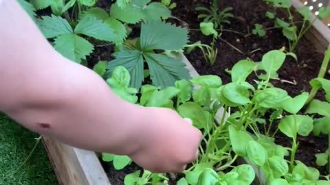 Cute Toddler Munching On Garden Greens EPIC Reaction