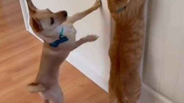 Baby Cats - Cute Cats Funny Videos Compilations #6 #shorts