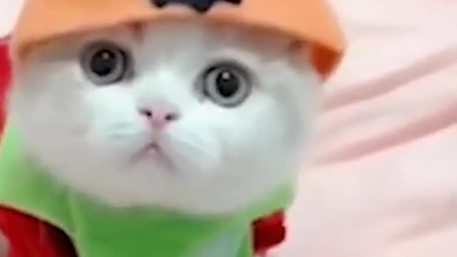 Cute funny baby cat video