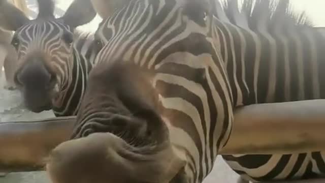 A zebra