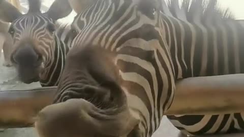 A zebra