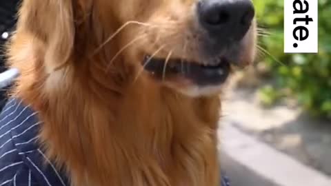 Dogs to go on a date, even in a special car is too stylish