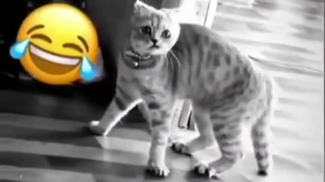 Cute Animals 33 _ #shorts_ #youtubeshorts_ _ CutiePie Gags