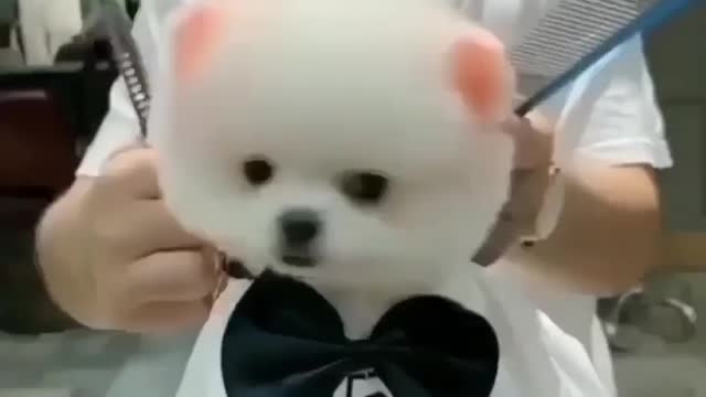 CUTE DOG HAIRSTYLE 😊😊😊