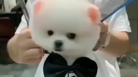 CUTE DOG HAIRSTYLE 😊😊😊