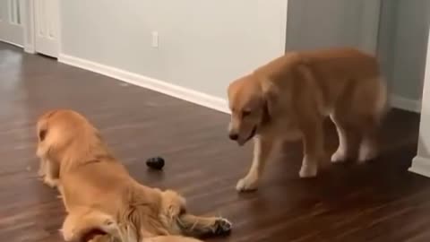 Cute Dogs || Dogs lover || Dogs world || Dogs entertain || Dogs fun