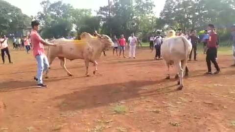 Bull fight in village