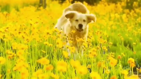 Golden Retriever | Smiling angel😊🦮