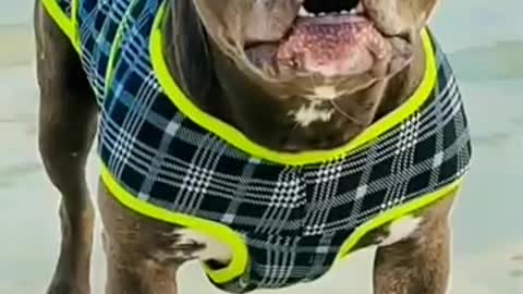 Brown Pitbull shreepho se Ladta nahi