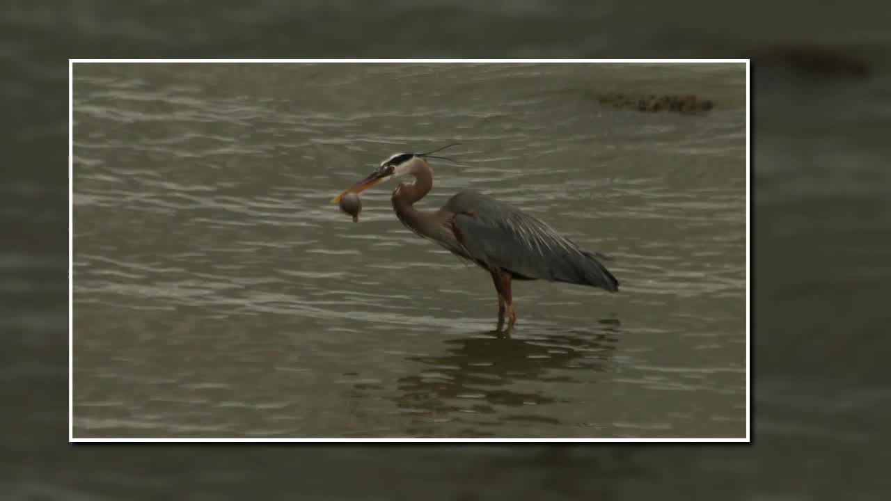 Great Blue Heron Swallowing Small Fish