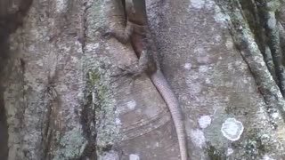 Gecko stands on the tree, looks at the size of the tail [Nature & Animals]