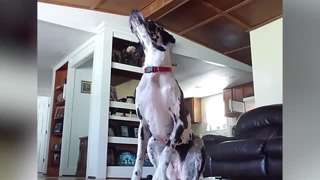 Funny Dog Videos Compilation - Try Not To Laugh