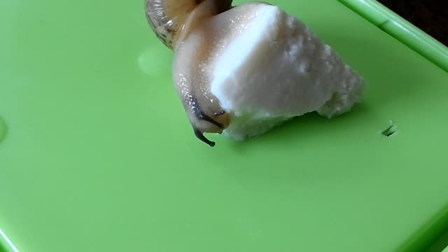 Cute snail is feeding