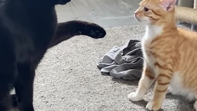 Cute Cats|| friendly fight || Wait For It😼