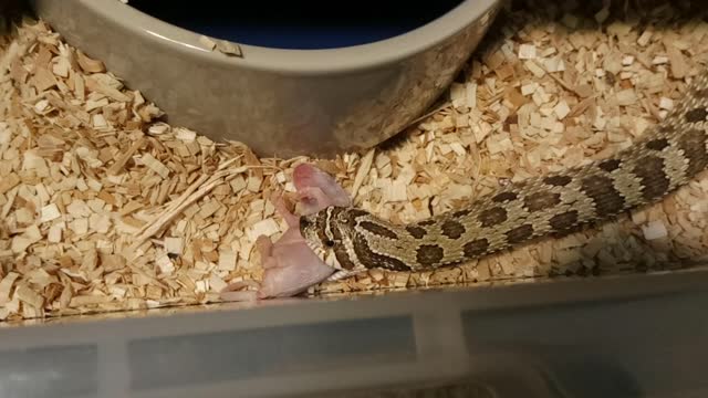 Interrupting my Hognose Feeding by accident.