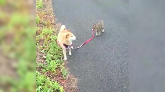 Don't walk Shiba Inu, I want you to take a walk together