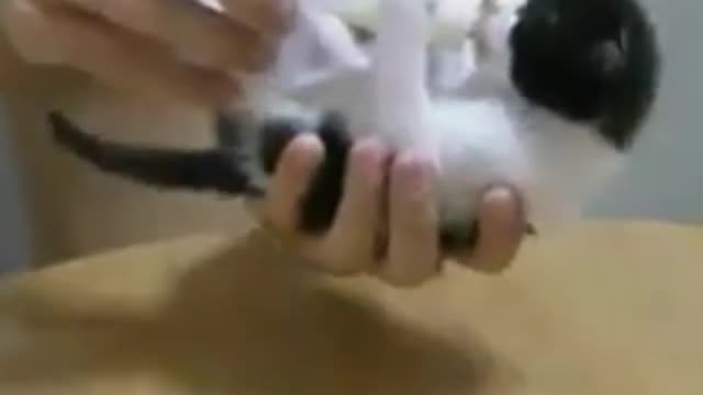 The best funny cat।। cat is drinking milk।। funny cat plays