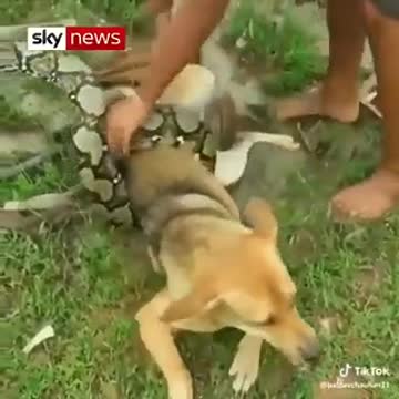 Saving your dog from a python
