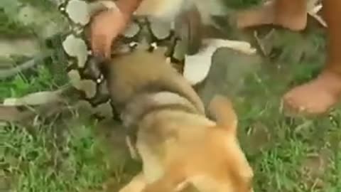 Saving your dog from a python