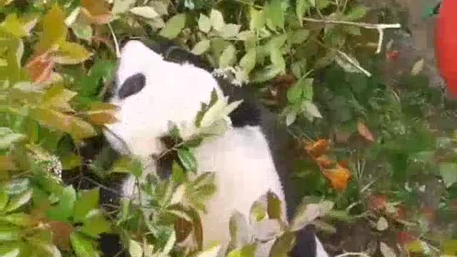 cute panda