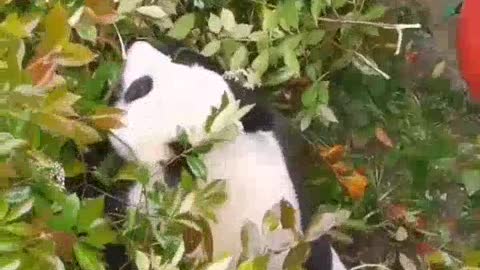 cute panda