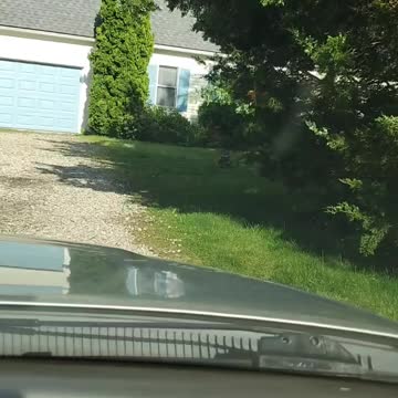 Hawk Flys Off With A Rat