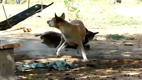 prank with Dog, lion and with Tiger