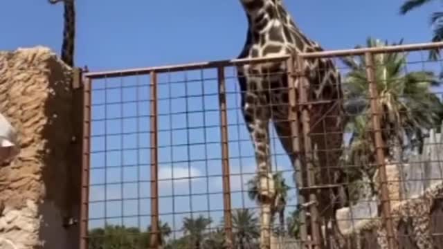#giraffe