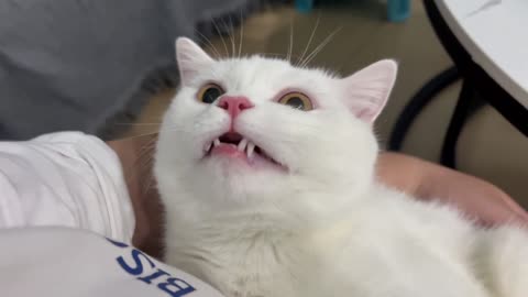 It turns out that cats also sneeze