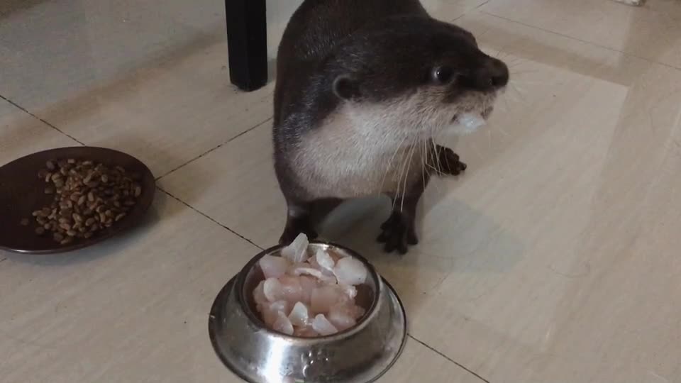 Cute Little Otter Eating