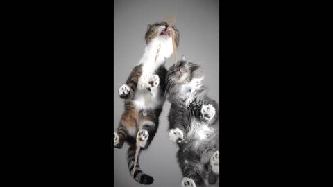 Funny Cats Videos Compilation - LOL