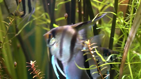 Angelfish - Pterophyllum scalare