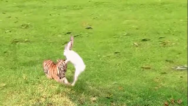 Wonderful animals