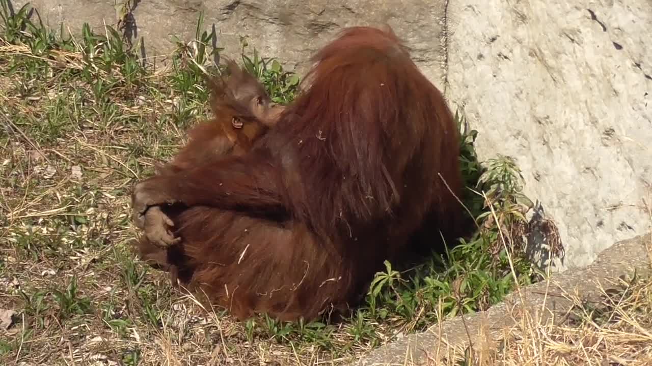 Baby Orangutan drink mother's milk. So Cute!!!