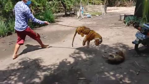 Fake tiger pranks dog