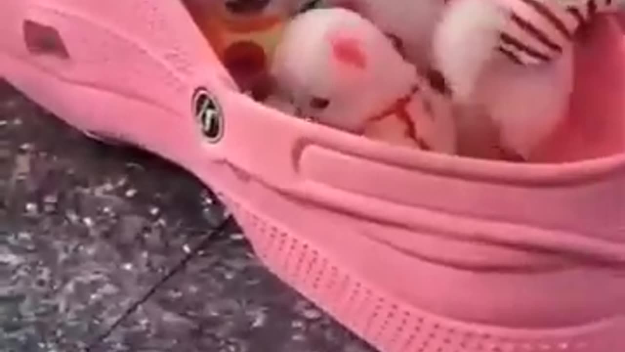 olha essas fofuras #pets #dog