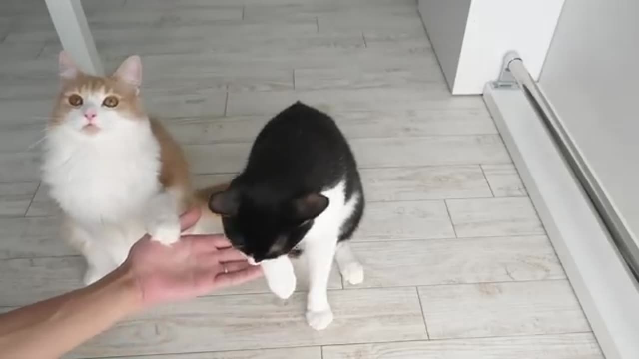 Cat life